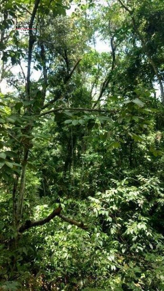 Terreno, 8 hectares - Foto 10