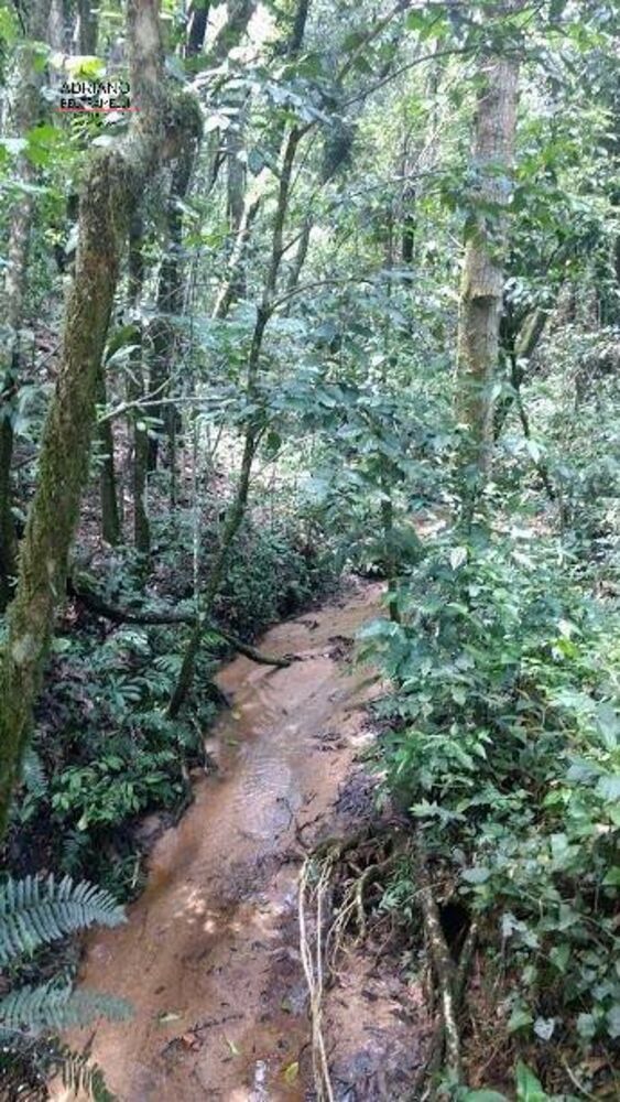 Terreno, 8 hectares - Foto 6