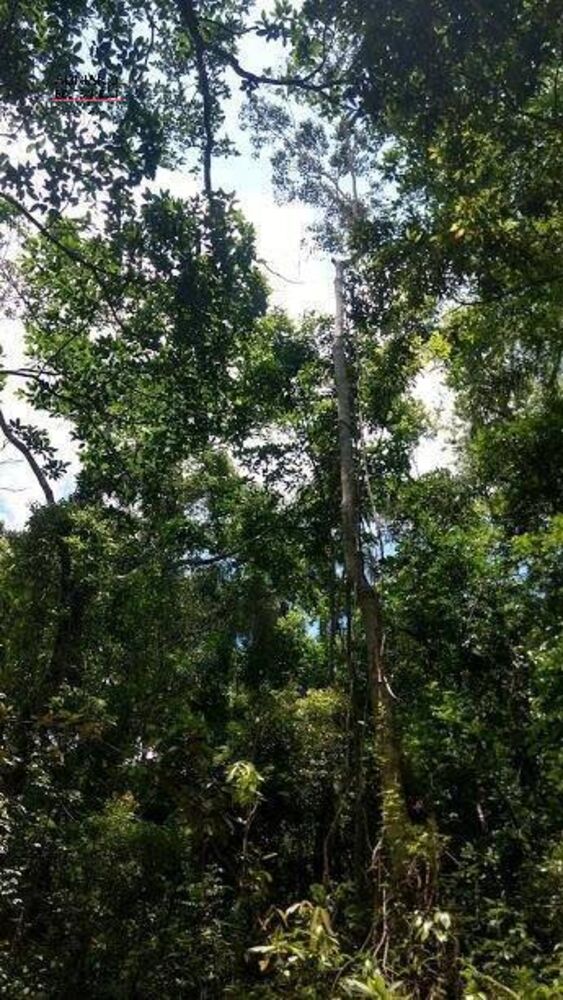 Terreno, 8 hectares - Foto 30