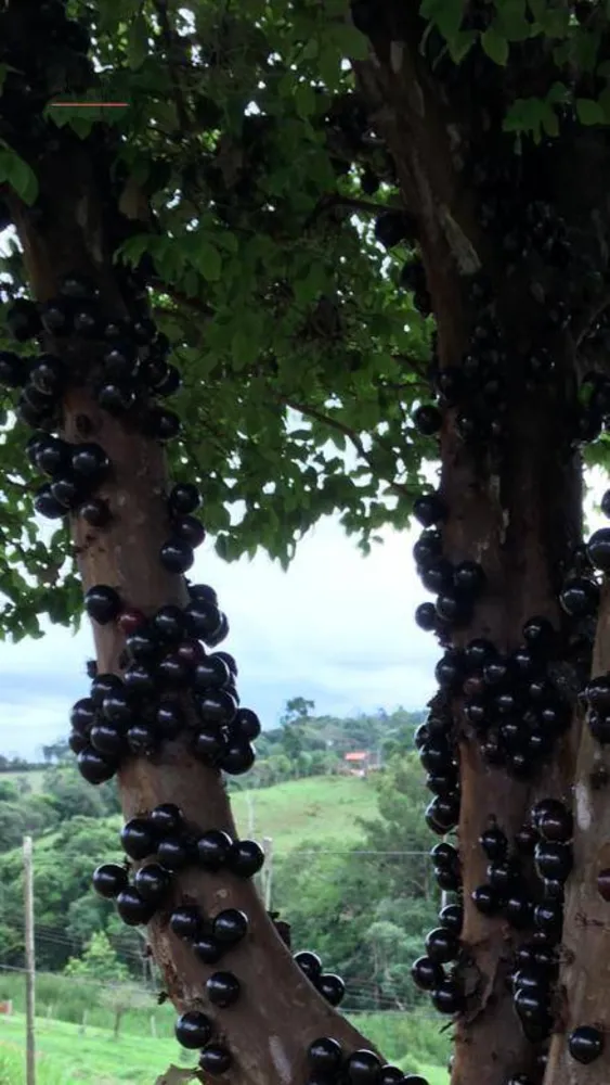 Fazenda, 10 hectares - Foto 7