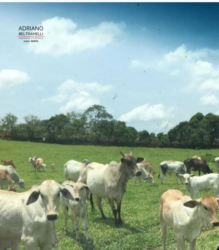 Fazenda, 10 hectares - Foto 12
