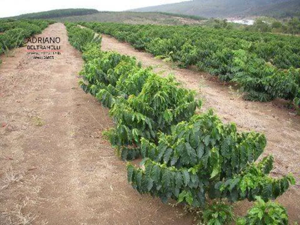 Fazenda, 319 hectares - Foto 7
