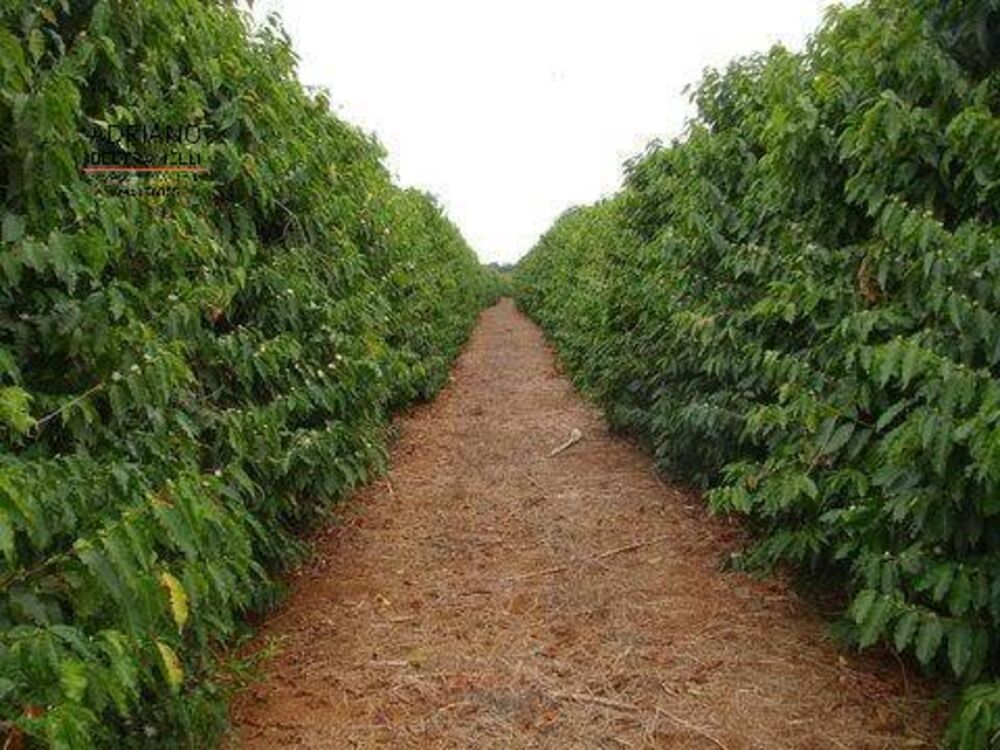 Fazenda, 319 hectares - Foto 6