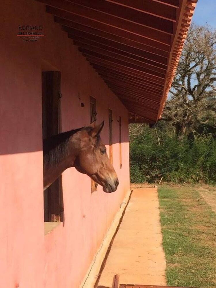 Chácara, 4 quartos, 6 hectares - Foto 3