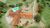 Fazenda, 6 hectares - Foto 3