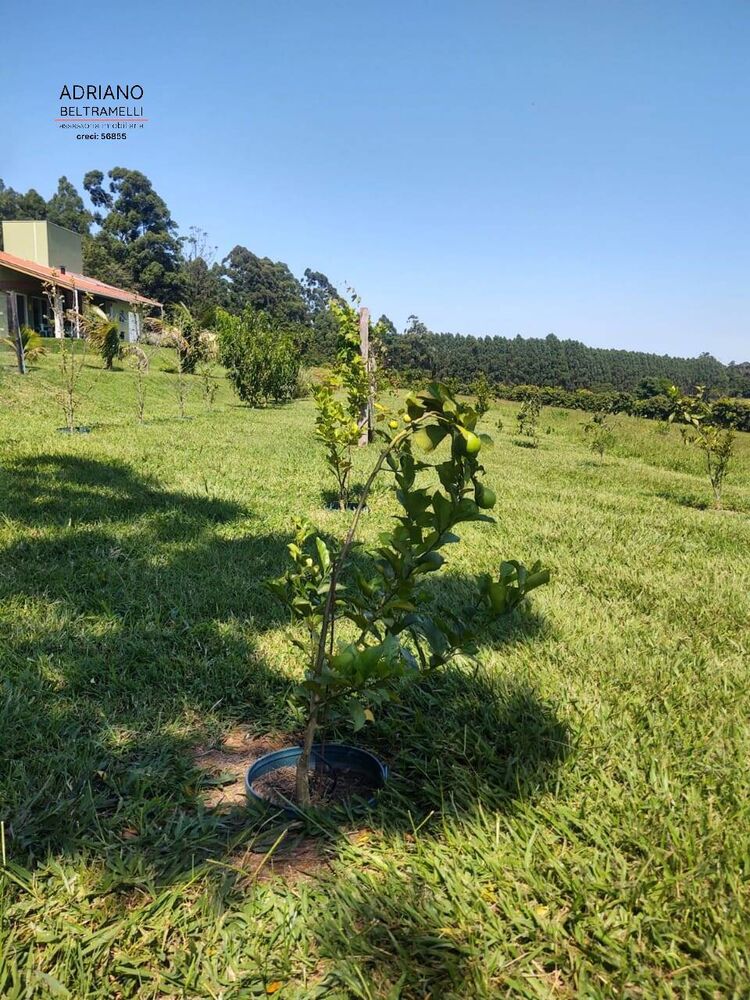 Sítio, 4 quartos, 4 hectares - Foto 4