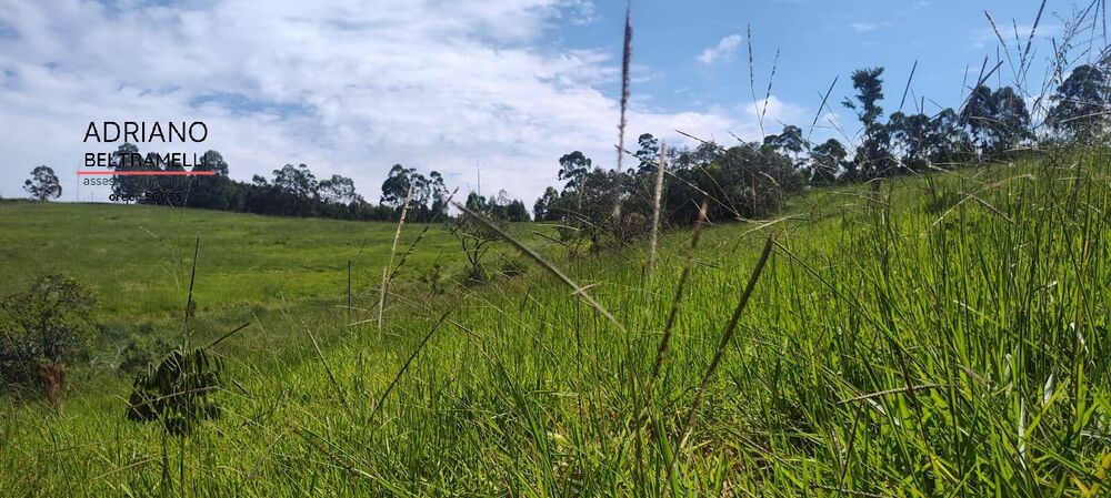 Terreno, 2 hectares - Foto 3