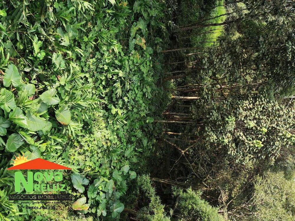 Chácara à venda com 1 quarto, 6000m² - Foto 4
