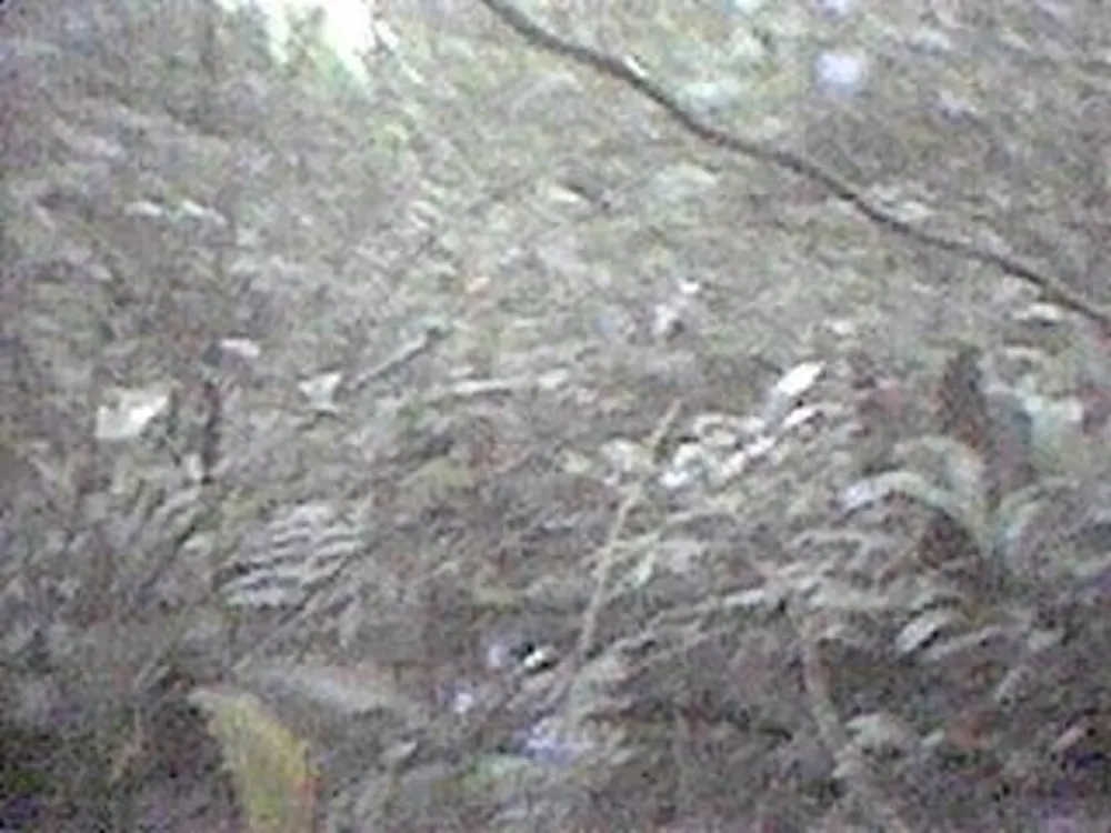 Terreno, 6 hectares - Foto 7