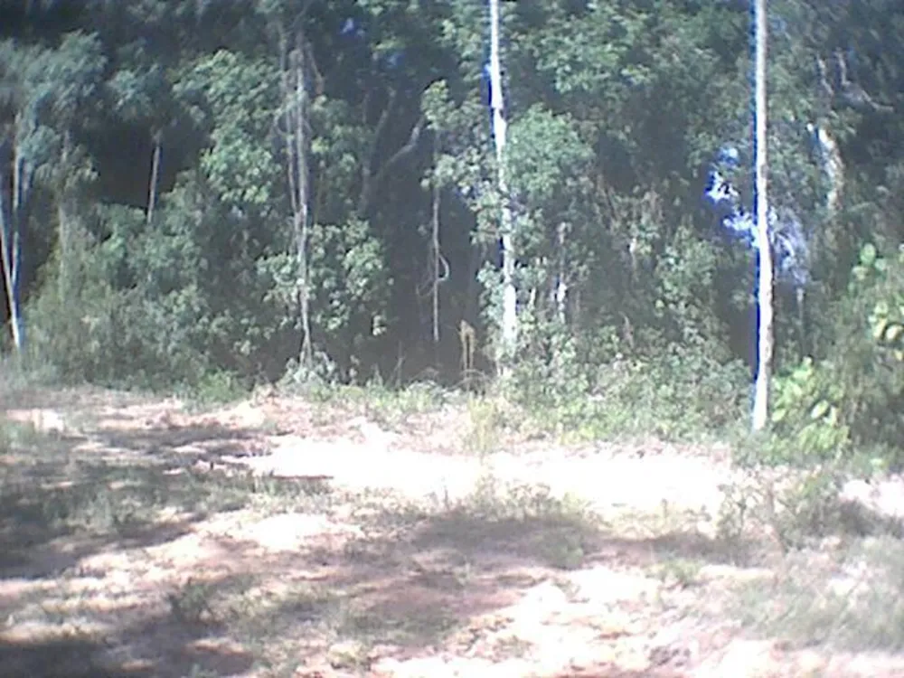 Terreno, 6 hectares - Foto 4