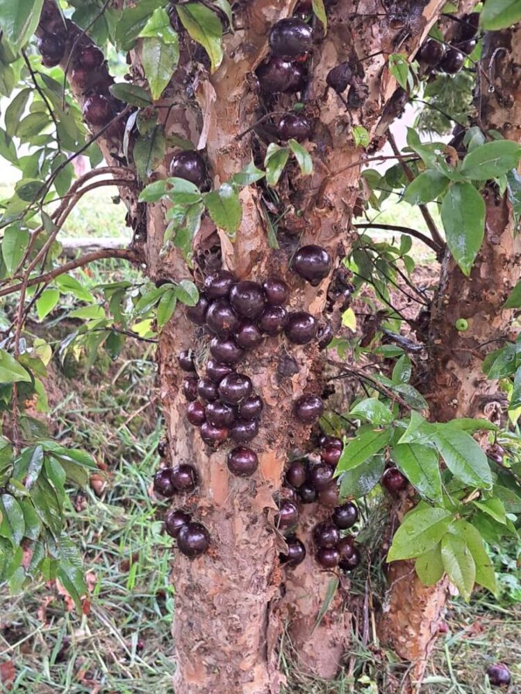 Casa, 4 quartos, 350 m² - Foto 4