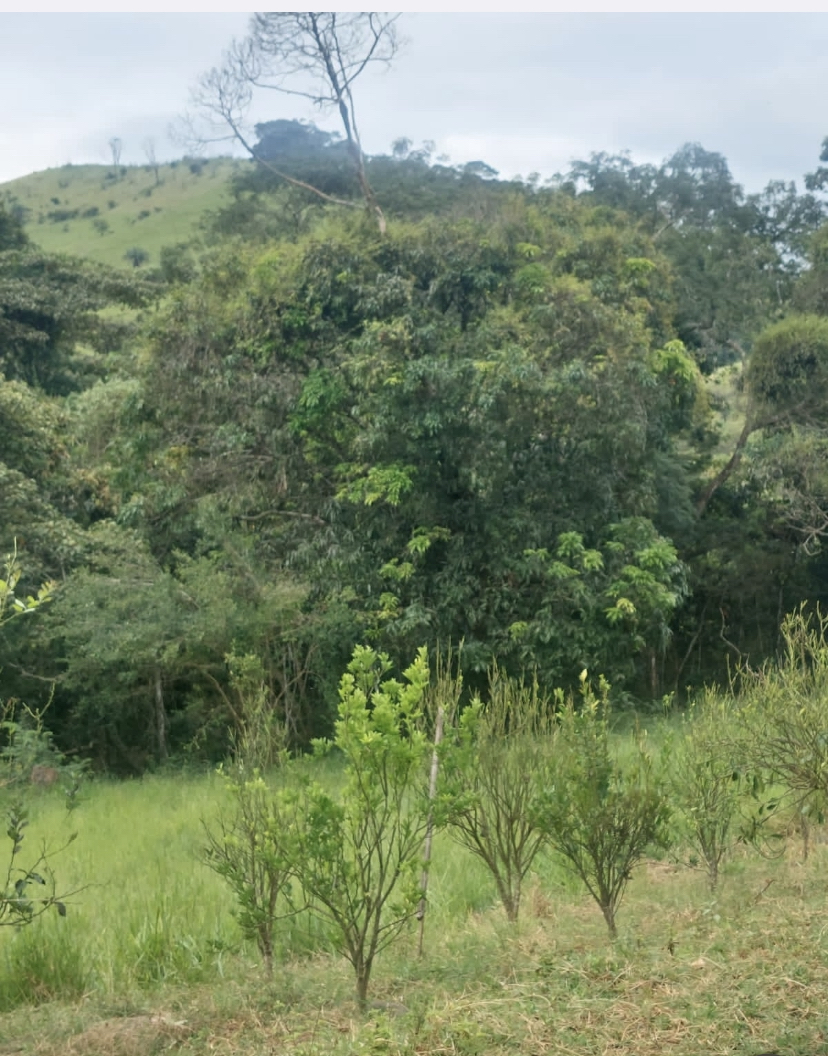 Fazenda à venda, 148hectare - Foto 4