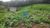 Terreno, 3 hectares - Foto 6