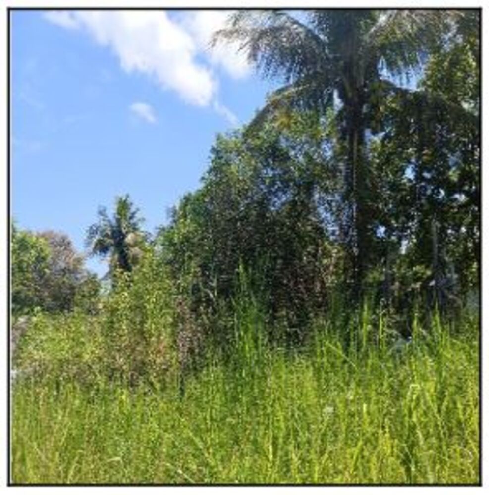 Terreno à venda com 1 quarto, 1000m² - Foto 1