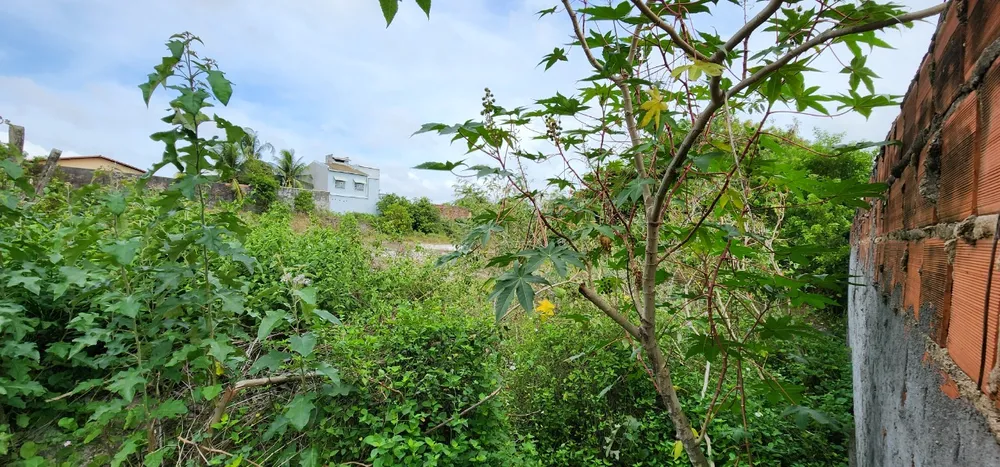 Terreno, 6000 m² - Foto 5