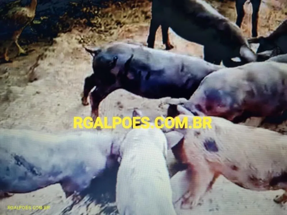 Loteamento e Condomínio, 64 hectares - Foto 10