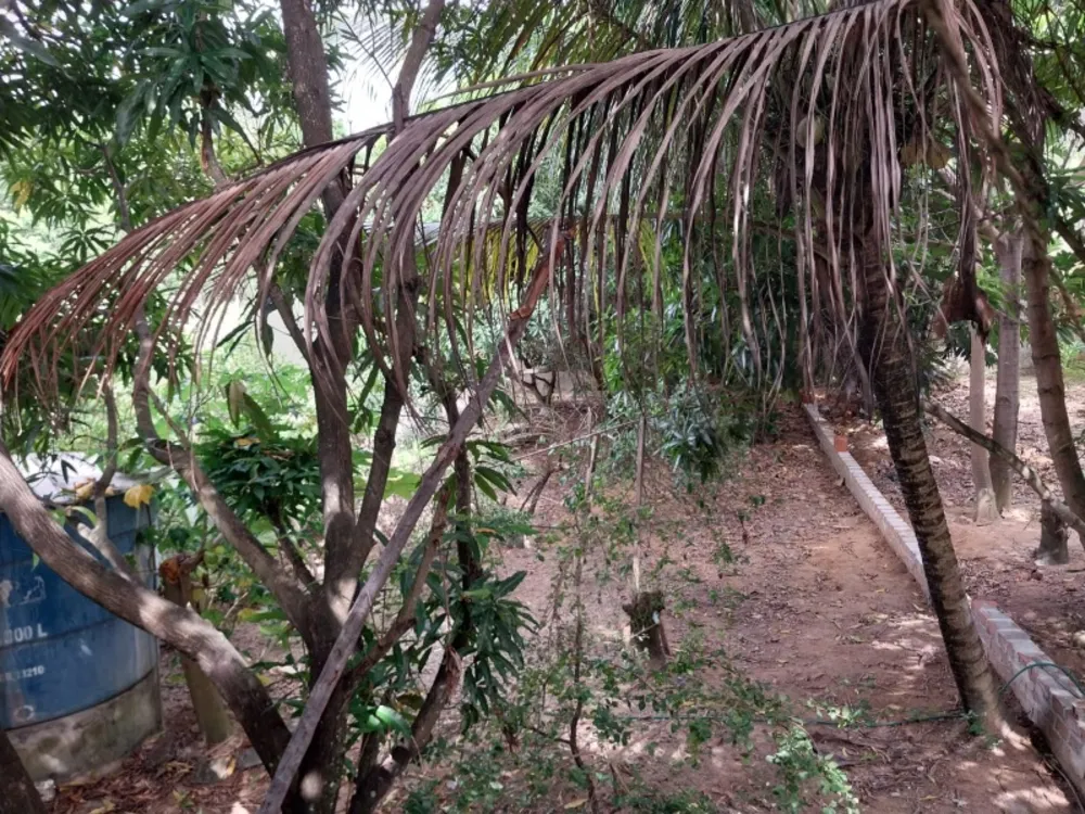 Chácara, 4 quartos - Foto 6