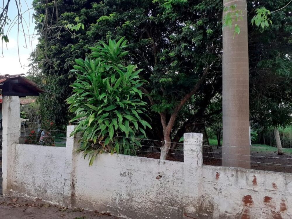 Casa, 3 quartos, 1000 m² - Foto 3