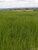 Fazenda, 808 hectares - Foto 2