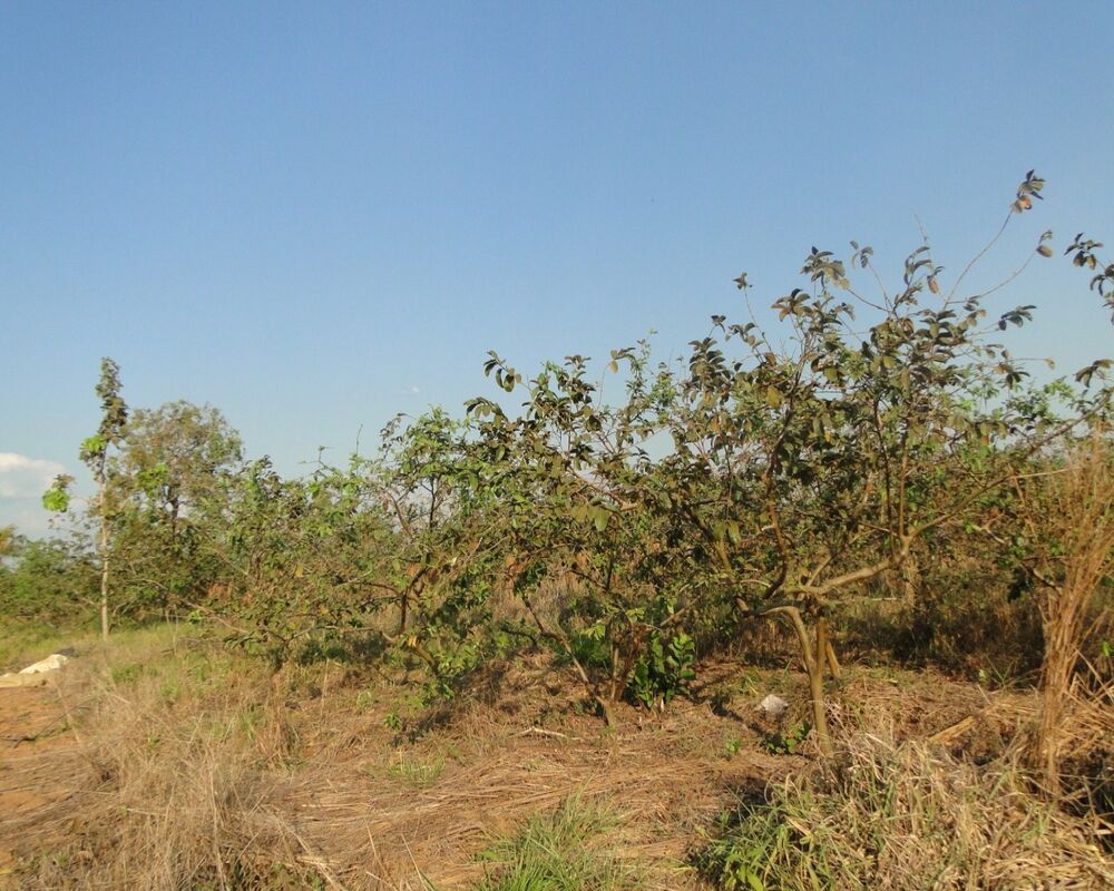 Chácara, 2 quartos - Foto 2