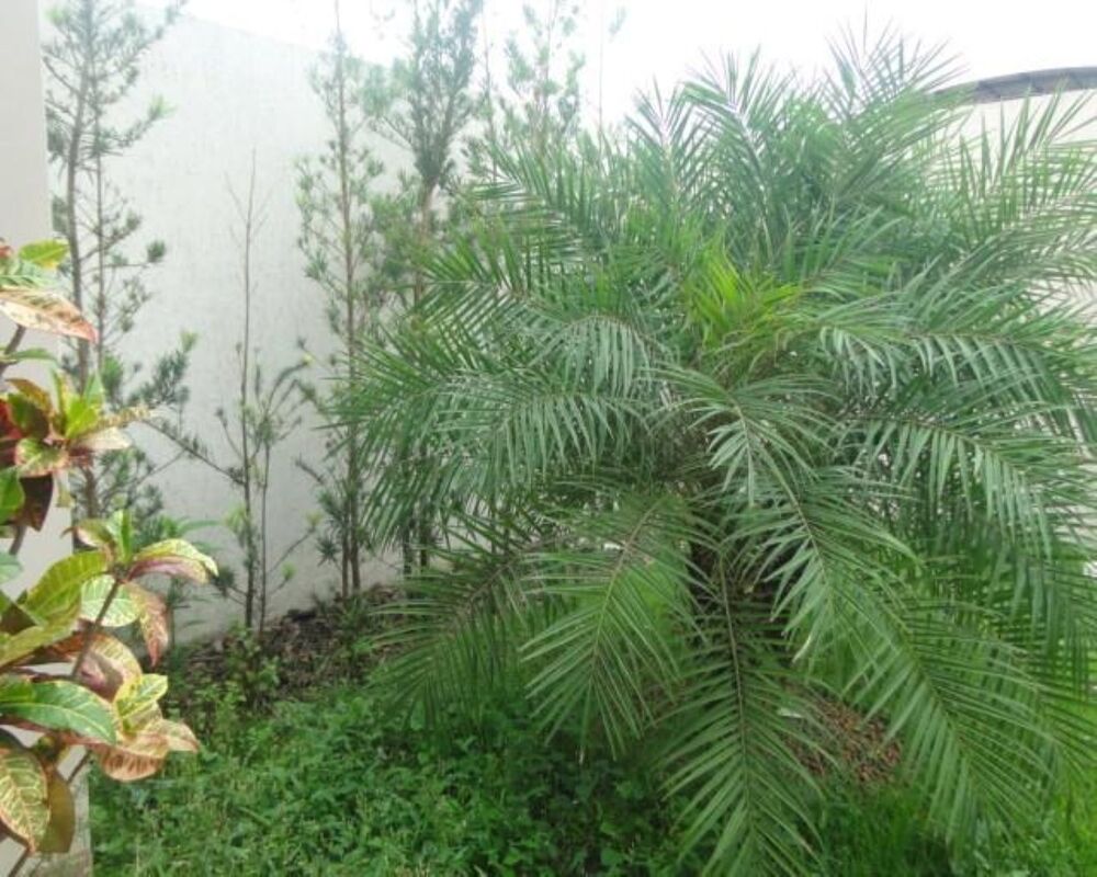 Casa, 4 quartos - Foto 19