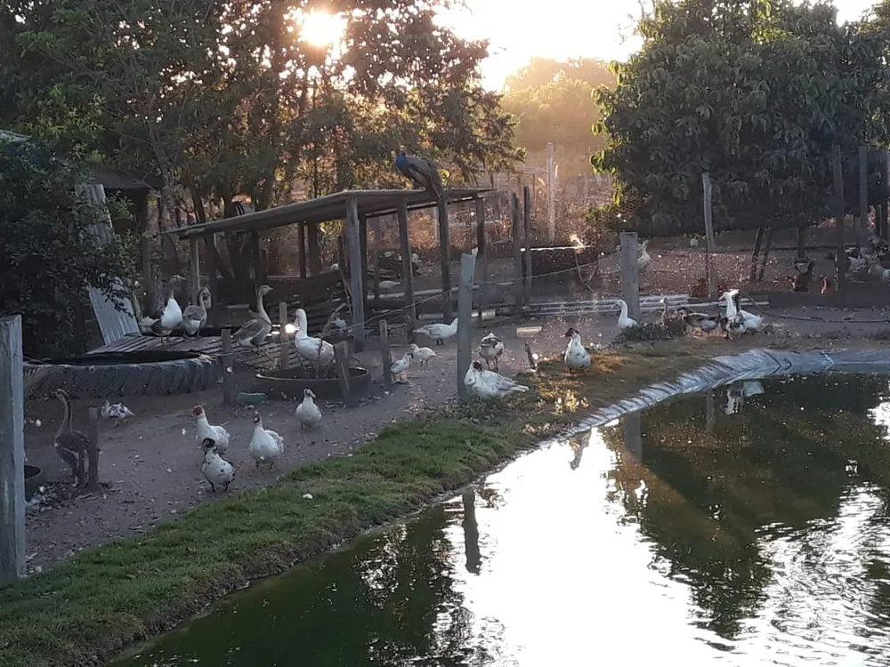 Chácara, 6 quartos - Foto 9