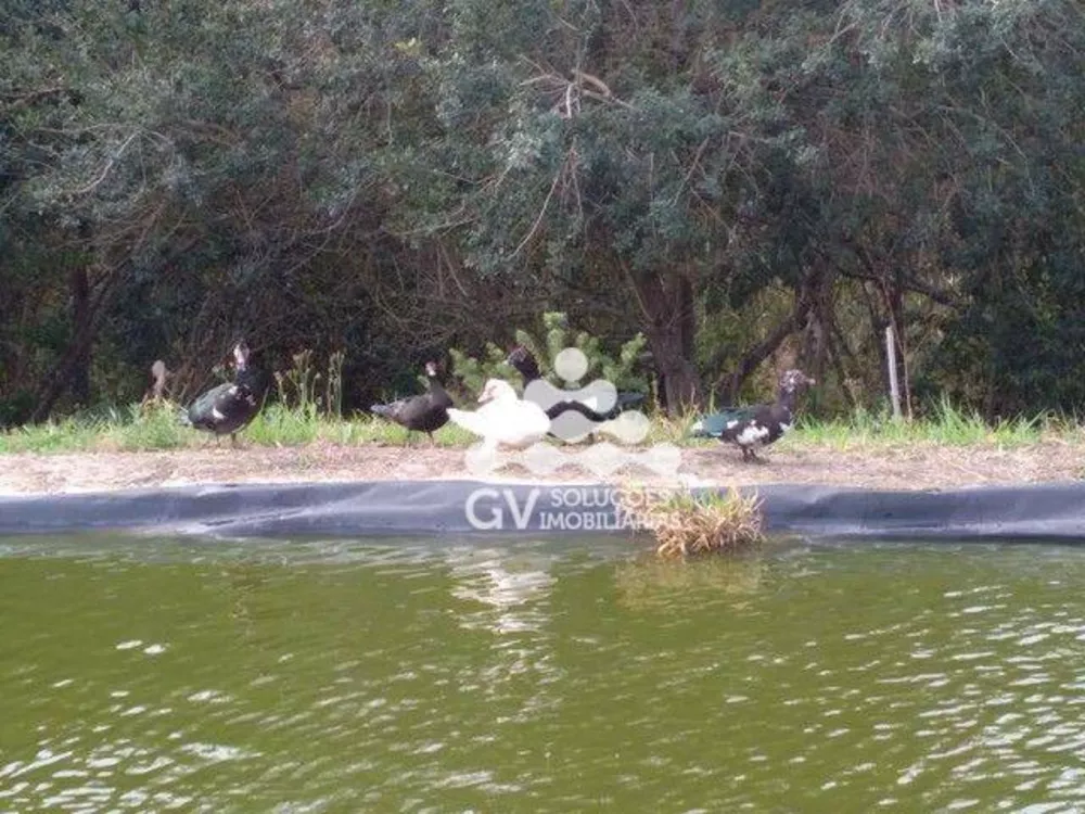 Sítio, 5 quartos, 3 hectares - Foto 7