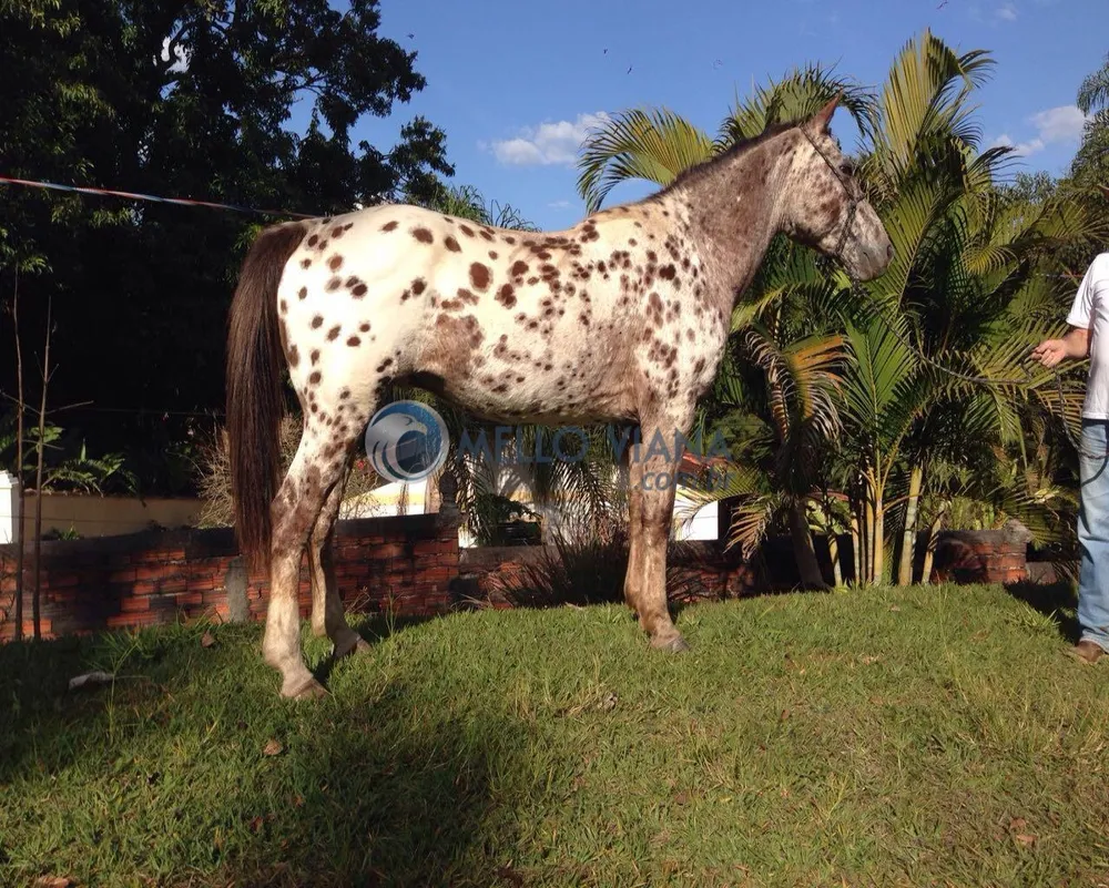 Fazenda, 120 m² - Foto 5