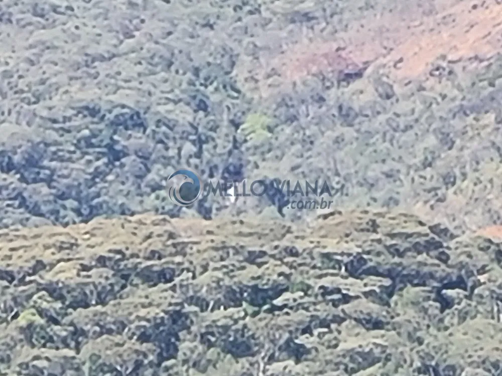 Terreno, 20 hectares - Foto 7