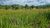 Terreno, 284 hectares - Foto 38