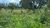 Terreno, 284 hectares - Foto 8