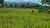 Terreno, 284 hectares - Foto 11