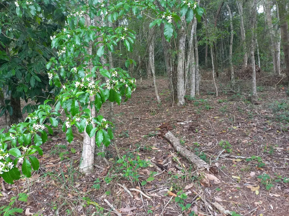 Terreno, 360 m² - Foto 10