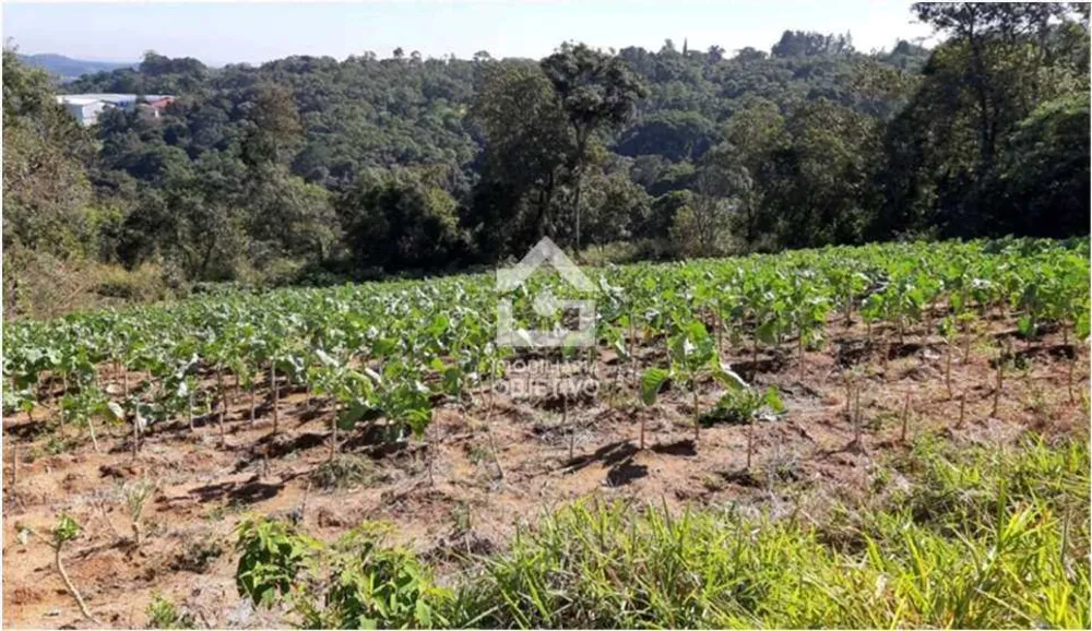 Terreno, 5 hectares - Foto 3