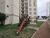 Apartamento, 3 quartos, 60 m² - Foto 1