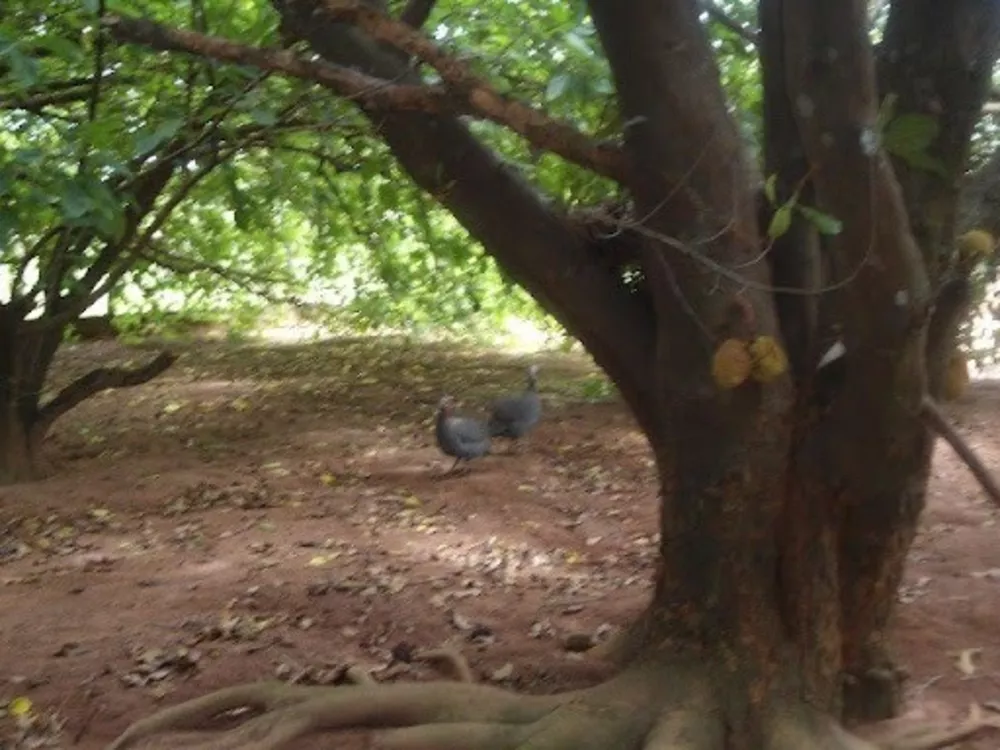 Fazenda à venda e aluguel com 6 quartos, 1500m² - Foto 3