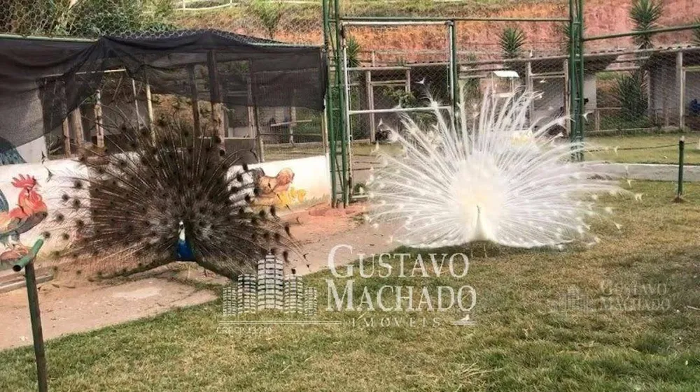 Sítio, 7 quartos, 3 hectares - Foto 4
