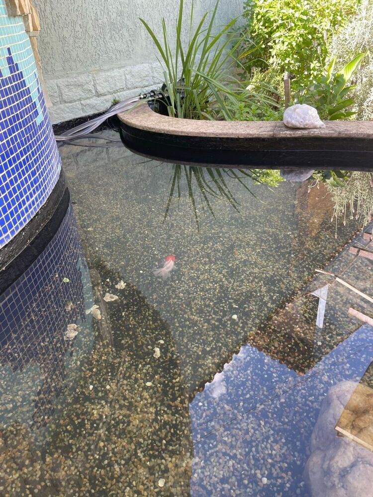 Casa, 4 quartos - Foto 4