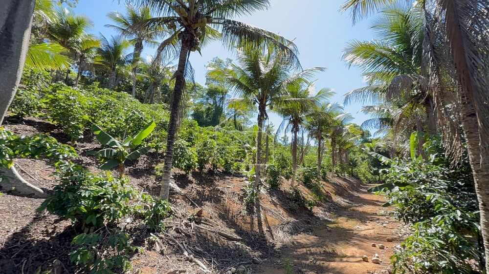 Sítio, 3 quartos, 100 m² - Foto 1