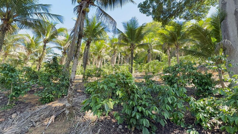 Sítio, 3 quartos, 100 m² - Foto 7