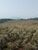 Fazenda, 61 hectares - Foto 3