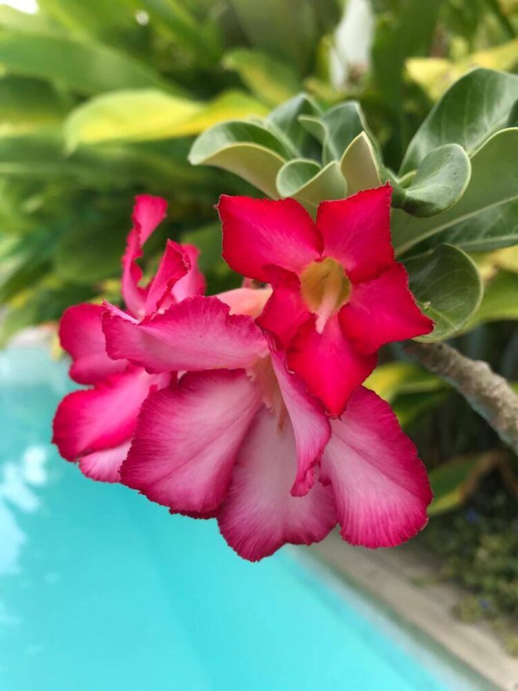 Casa de Condomínio, 3 quartos - Foto 19