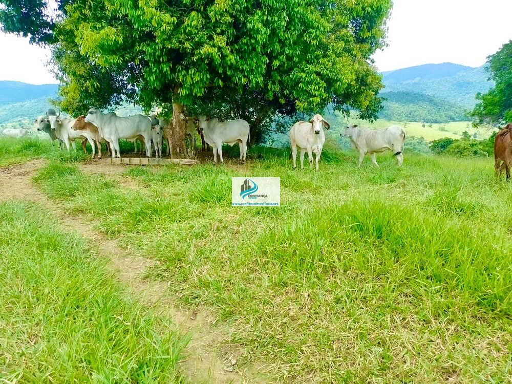 Fazenda, 174 hectares - Foto 4