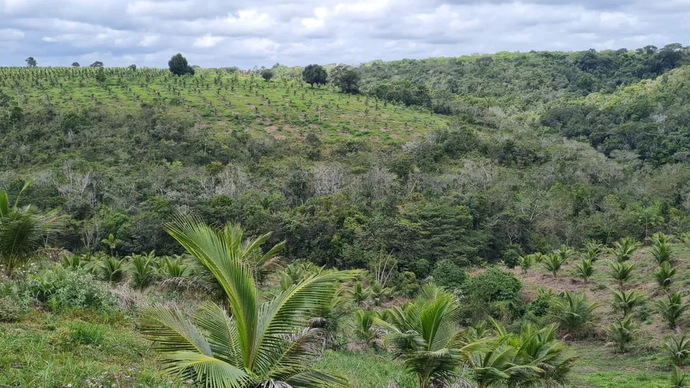 Sítio, 4 quartos, 90 hectares - Foto 12