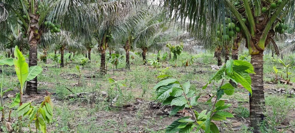 Sítio, 4 quartos, 90 hectares - Foto 4