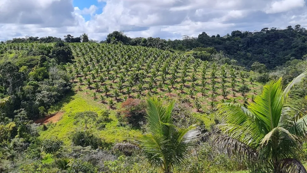 Sítio, 4 quartos, 90 hectares - Foto 14