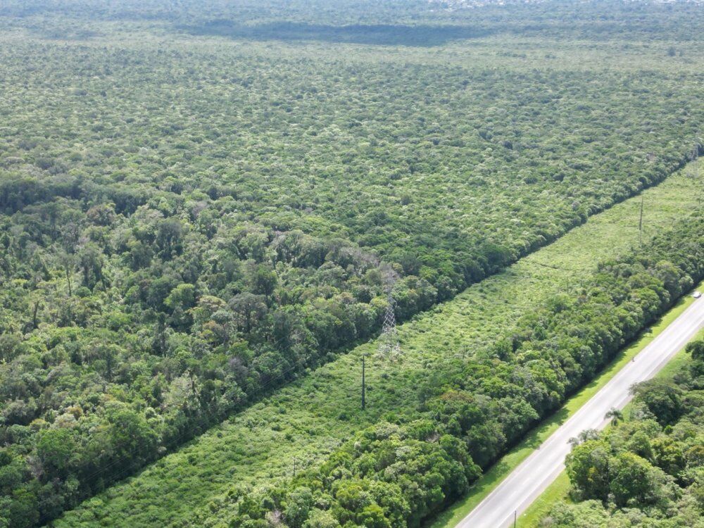 Terreno, 30 hectares - Foto 4