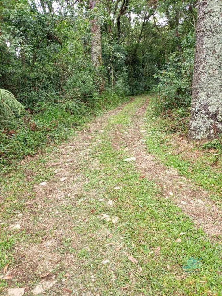 Chácara, 3 quartos, 3 hectares - Foto 2