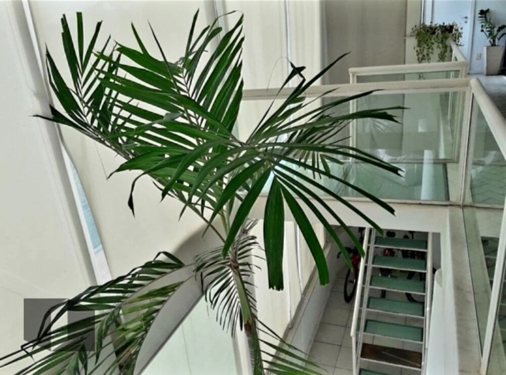 Cobertura, 3 quartos, 428 m² - Foto 6