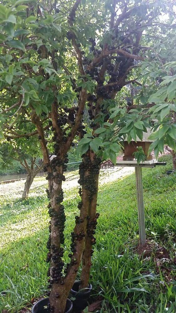 Chácara à venda com 3 quartos, 100m² - Foto 12